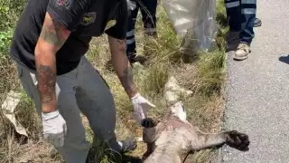 Muere puma atropellado tras intentar cruzar carretera a Playa del Carmen