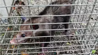 "Cozumel es una isla, por lo tanto, sus recursos naturales son limitados"