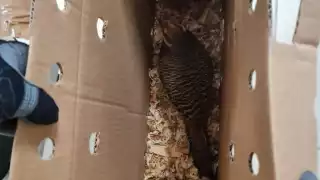 Los faisanes llegaron al aeropuerto de Mérida dentro de unas cajas con aserrín y orificios