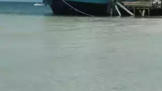 Después de 50 minutos lograron divisar a otros tres cocodrilos rondando en el lugar