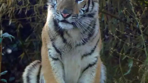 Fallece Okoye la tigresa rescatada del tráfico ilegal en el Zoológico de Chapultepec Fallece Okoye la tigresa rescatada del tráfico ilegal en el Zoológico de Chapultepec