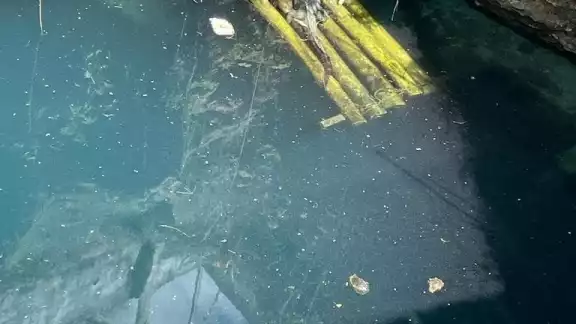 Tras vivir 17 años en el sitio, el animal era parte icónica del Cenote Azul Tras vivir 17 años en el sitio, el animal era parte icónica del Cenote Azul