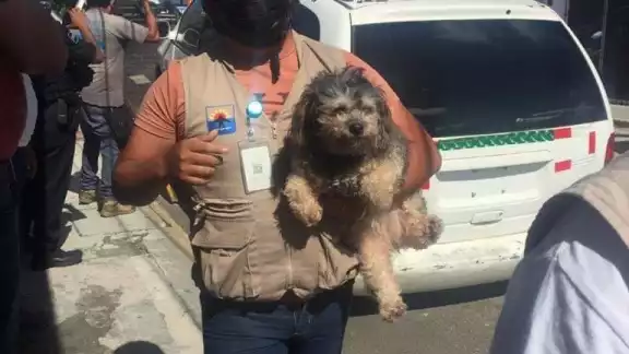 Solicitaron la presencia del personal del CCA, quienes arribaron al lugar para realizar las maniobras de rescate Solicitaron la presencia del personal del CCA, quienes arribaron al lugar para realizar las maniobras de rescate