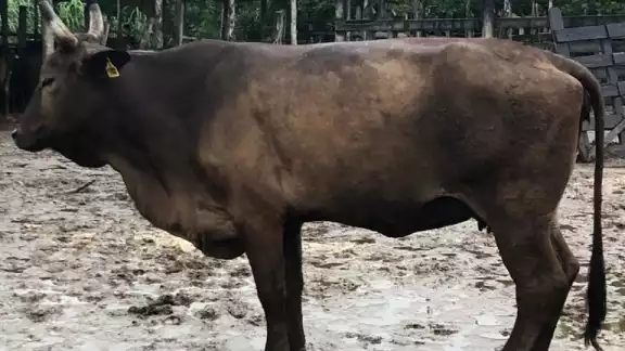 Corrales encharcados es otra de las afectaciones que sufrieron las rancherías, pero sin ninguna consideración. Foto: Víctor Rodríguez Corrales encharcados es otra de las afectaciones que sufrieron las rancherías, pero sin ninguna consideración. Foto: Víctor Rodríguez