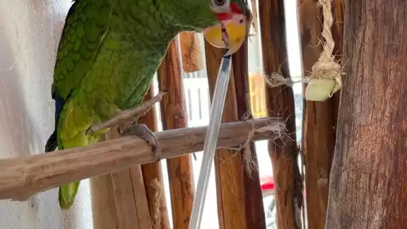 Estar suelta en la isla y lejos de su hogar podría representar un peligro para el loro Estar suelta en la isla y lejos de su hogar podría representar un peligro para el loro