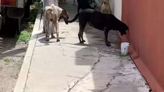 Rescatistas proponen al Ayuntamiento de Mérida la figura de animales comunitarios Rescatistas proponen al Ayuntamiento de Mérida la figura de animales comunitarios
