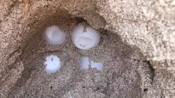 Los nidos fueron vigilados por jóvenes voluntarios en rodas nocturnas para evitar daños en los huevos de tortuga Los nidos fueron vigilados por jóvenes voluntarios en rodas nocturnas para evitar daños en los huevos de tortuga