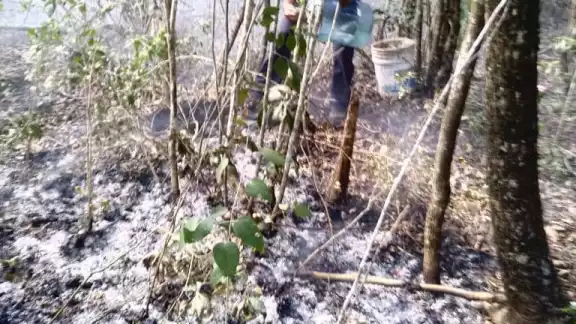 En Isla Mujeres se ha registrado el primer incendio forestal de 2023 la mañana de este lunes En Isla Mujeres se ha registrado el primer incendio forestal de 2023 la mañana de este lunes