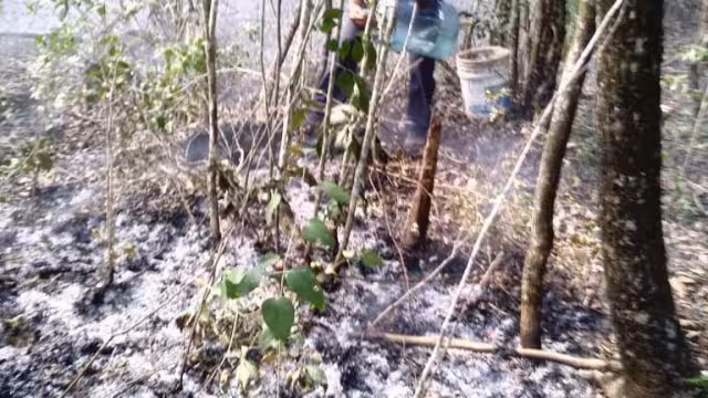 En Isla Mujeres se ha registrado el primer incendio forestal de 2023 la mañana de este lunes