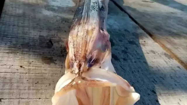 El pez trompeta es una de las extrañas criaturas marinas halladas en Yucatán