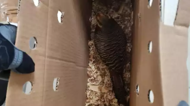 Los faisanes llegaron al aeropuerto de Mérida dentro de unas cajas con aserrín y orificios