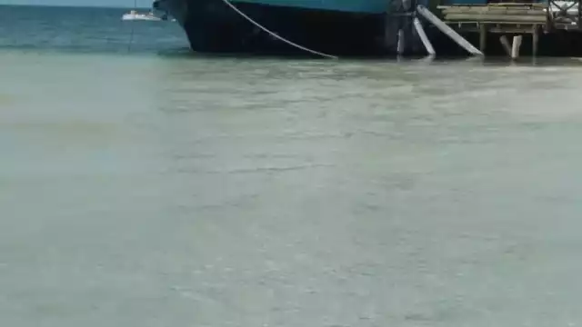 Después de 50 minutos lograron divisar a otros tres cocodrilos rondando en el lugar