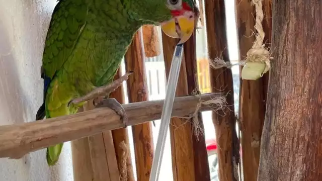 Estar suelta en la isla y lejos de su hogar podría representar un peligro para el loro