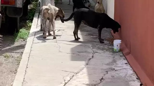 Rescatistas proponen al Ayuntamiento de Mérida la figura de animales comunitarios