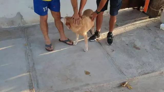 La perrita fue hallada cuando los oficiales navegaban en rutina de vigilancia y se percataron de un can que luchaba por mantenerse a flote
