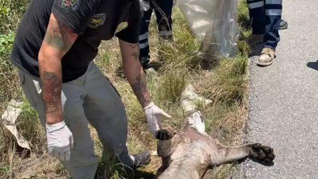 El puma fue enterrado en las inmediaciones de Coba