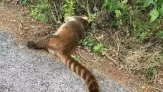 Carreteras, cementerio de animales en Yucatán, muere uno cada 34 horas