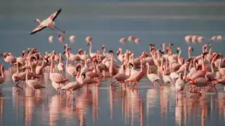 Denuncian ataques de perros a los flamingos en la ría de Sisal