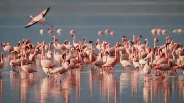 Flamingos y otras aves han sido atacadas por perros ferales en Sisal