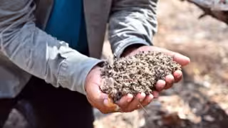 Judicializan carpeta de investigación por muerte masiva de abejas ocurrida en 2024 en Hopelchén