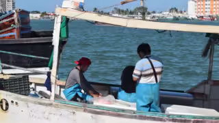 Tras una década de bajas capturas, impulsan en Yucatán un nuevo plan para rescatar al mero