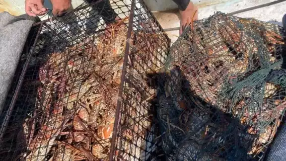 Pescadores de esta parte del estado prefieren capturar el crustáceo a través del método tradicional Pescadores de esta parte del estado prefieren capturar el crustáceo a través del método tradicional