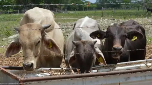 La afectada reclama a los dueños de las reses por la pérdida de sus cosechas