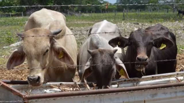 La afectada reclama a los dueños de las reses por la pérdida de sus cosechas