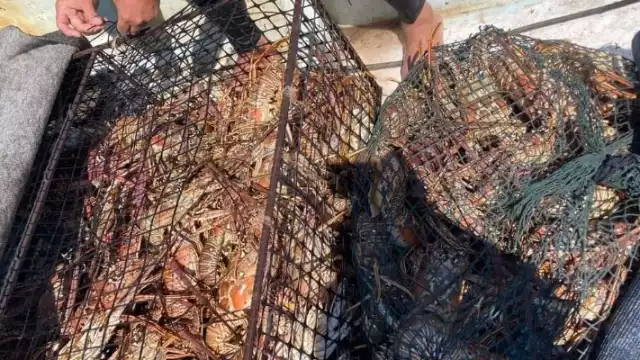 Pescadores de esta parte del estado prefieren capturar el crustáceo a través del método tradicional