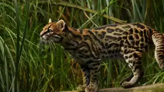 Hallan un tigrillo sin vida en Buctzotz y se roban el cuerpo