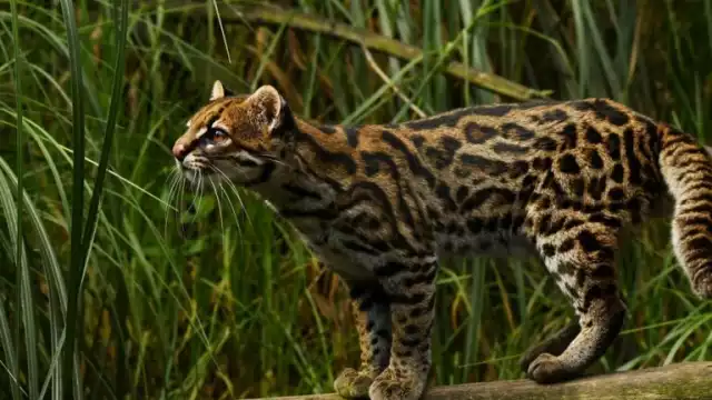 Autoridades acudieron al sitio donde se reportó un felino sin vida, pero no encontraron el cuerpo