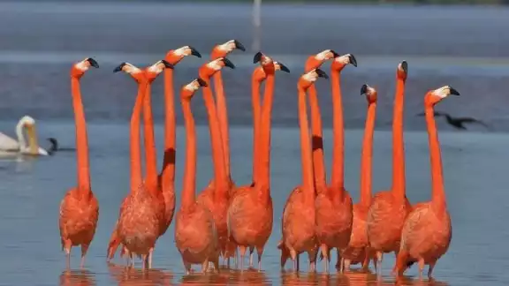 Reportan mayor presencia de aves rosa en Progreso gracias a las labores de cuidado y limpieza Reportan mayor presencia de aves rosa en Progreso gracias a las labores de cuidado y limpieza