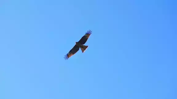 Como depredadores naturales, actúan como disuasivo para otras aves en el espacio aéreo de Mérida Como depredadores naturales, actúan como disuasivo para otras aves en el espacio aéreo de Mérida