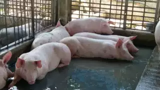  Al llegar, los dueños encontraron una sangrienta escena