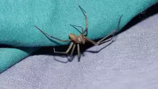 Araña violinista es 10 veces más potente que ácido sulfúrico; alertan en Campeche