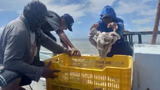 Yucatán busca romper récord de exportación de pulpo con nuevos mercados en Asia y Europa