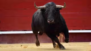 Juez federal impone restricciones a corridas de toros en Muna