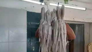   Pulperos de Campeche registran incremento en captura en últimos días 