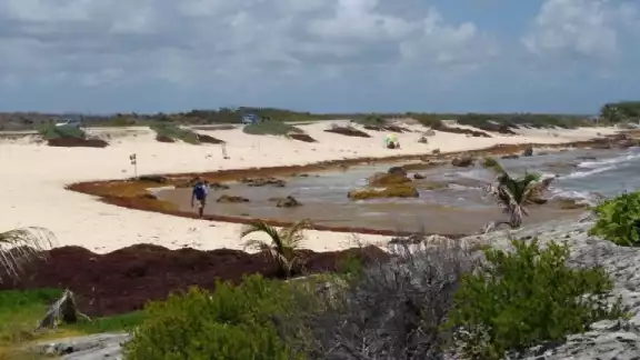 El recale de sargazo se ha registrado de manera masiva en las costas de Quintana Roo en estas semanas El recale de sargazo se ha registrado de manera masiva en las costas de Quintana Roo en estas semanas