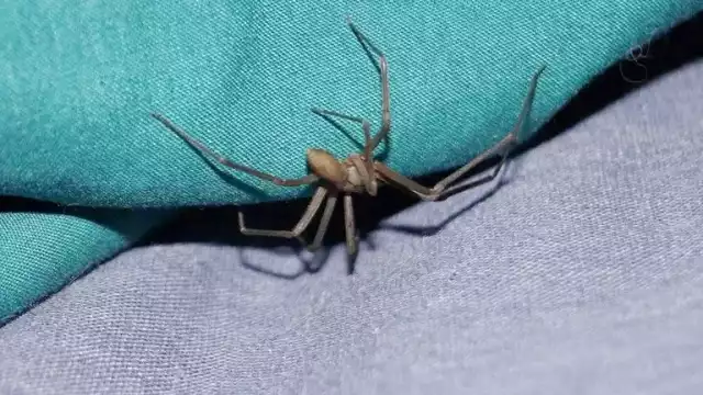 Viuda negra mexicana: síntomas y atención inmediata ante mordedura