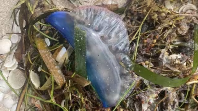 La carabela portuguesa es venenosa al causar una picadura