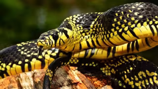 Día de la Serpiente: conoce las especies que habitan en Yucatán y por qué son esenciales para el ecosistema