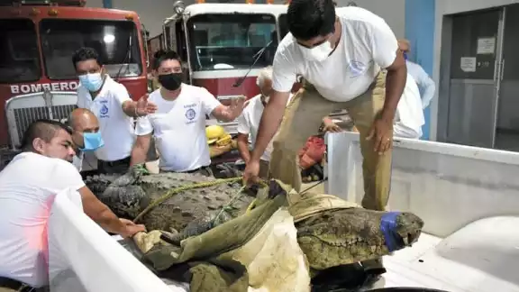 Animalistas piden justicia para 'Juancho' por ilegalidades en su caso