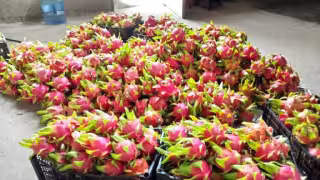 Rescatan productores de Dzitbalché la cosecha de pitahaya tras combatir plagas