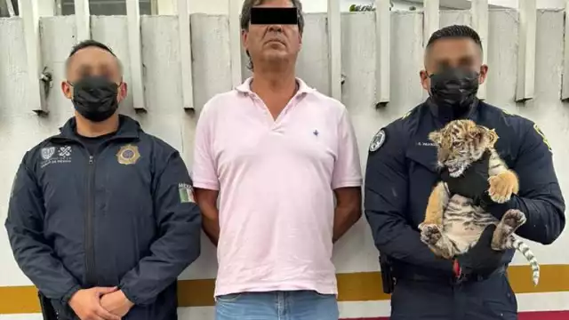 El detenido llevaba en una transportadora un cachorro de tigre, el cual fue asegurado