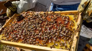 ¿Personalidad jurídica para las abejas mayas de Campeche? SCJN atrae histórico caso de Hopelchén