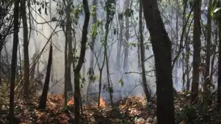 Personal designado se encarga de controlar los incendios forestales