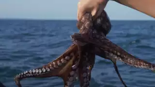 Refuerzan la protección del pulpo maya en Yucatán con una cuota fija de hasta 28 mil toneladas de captura