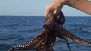 Cinco ideas de platillos para preparar con pulpo maya