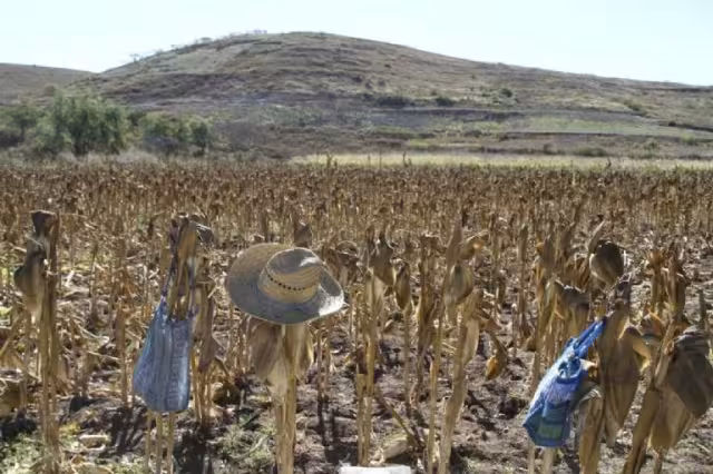 Agricultura da banderazo para entrega ee fertilizante gratuito en Nayarit